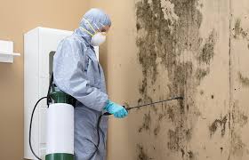 Best Commercial Mold Inspection in Triana, AL